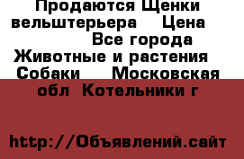 Продаются Щенки вельштерьера  › Цена ­ 27 000 - Все города Животные и растения » Собаки   . Московская обл.,Котельники г.